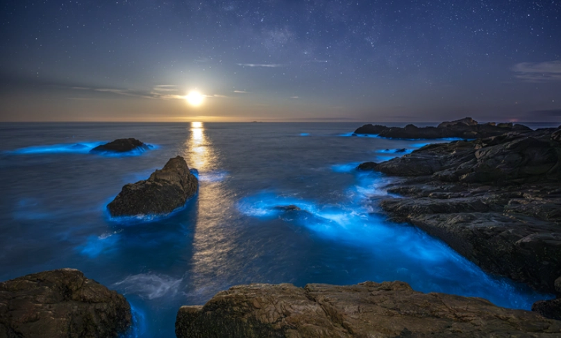 藍眼淚觀賞地點