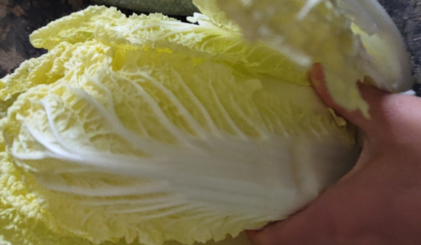 防止白菜變黃 防止白菜變黃