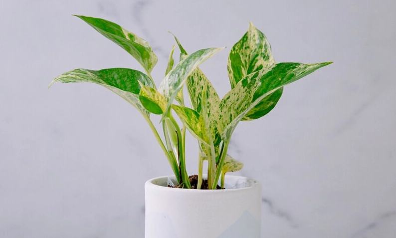 大理石皇后黃金葛