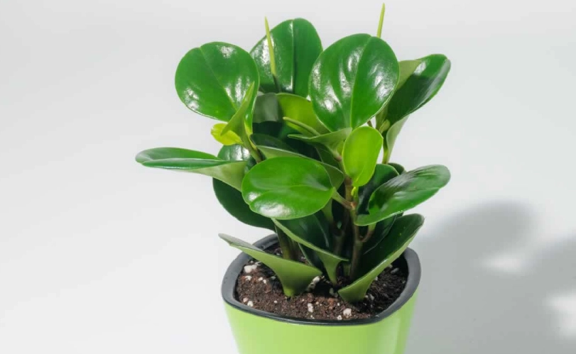 圓葉椒草徒長 圓葉椒草徒長