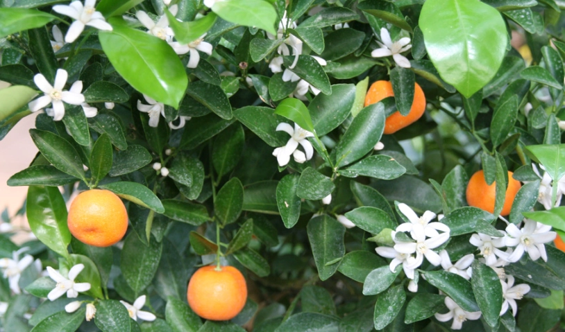 桔仔樹 種植