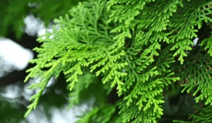 柏樹葉子變黃 柏樹葉子變黃