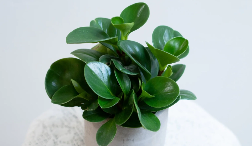 圓葉椒草照顧 圓葉椒草照顧