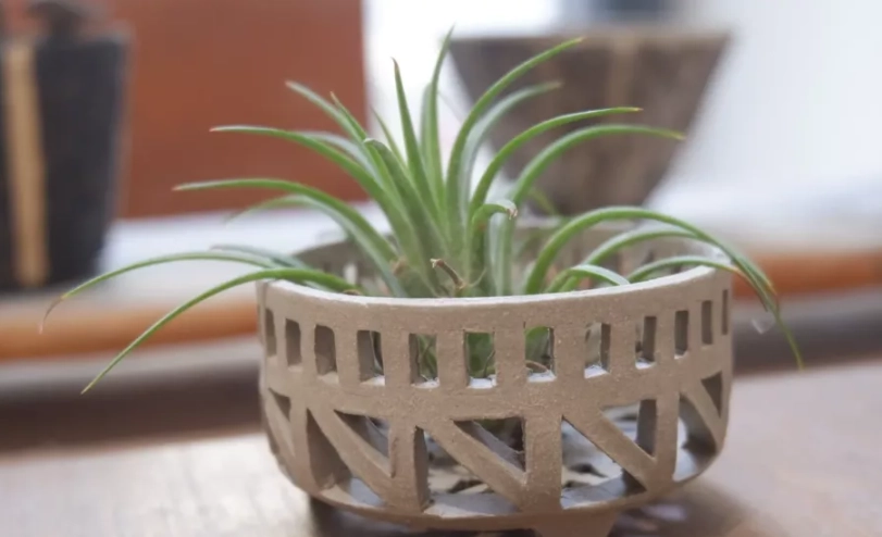 空氣草養護 空氣草養護