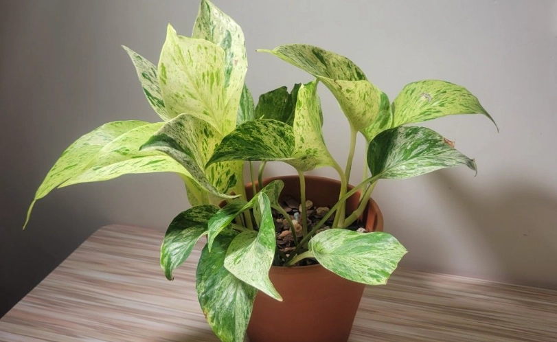 大理石皇后黃葉