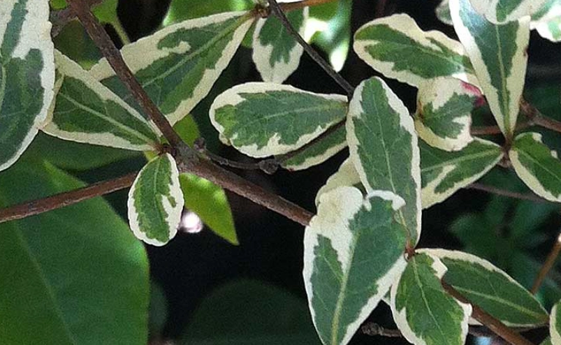 錦葉欖仁 種植 錦葉欖仁 種植