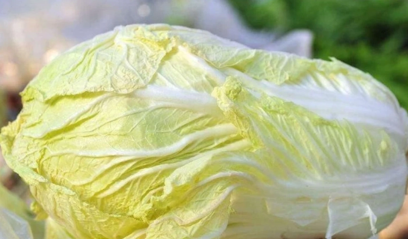 防止白菜變黃 防止白菜變黃