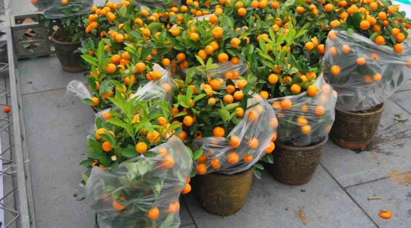 金桔 盆栽 照顧