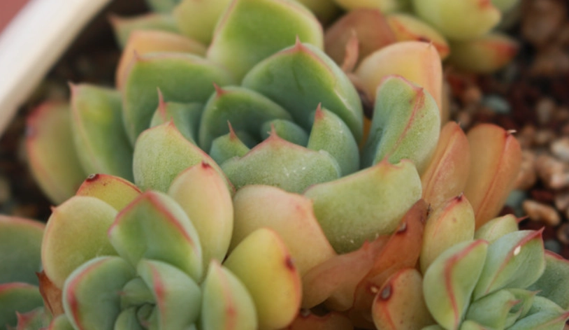多肉植物變黃拯救 多肉植物變黃拯救