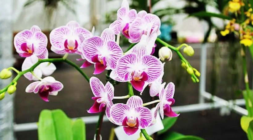 新手蘭花推薦 新手蘭花推薦