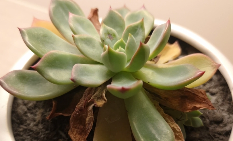 石蓮花變黃原因 石蓮花變黃原因