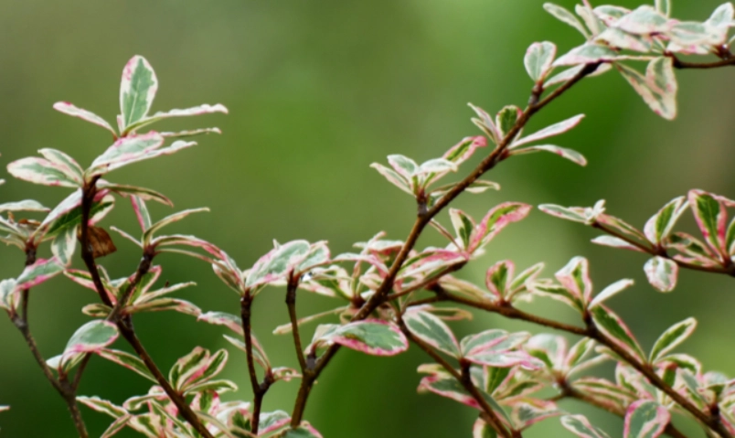 錦葉欖仁 種植 錦葉欖仁 種植