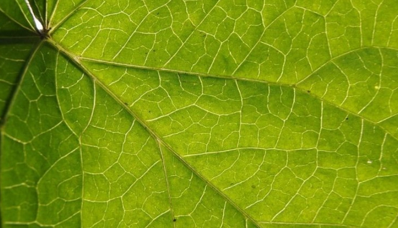 網狀脈葉子全攻略：辨識技巧、常見植物與養護秘訣