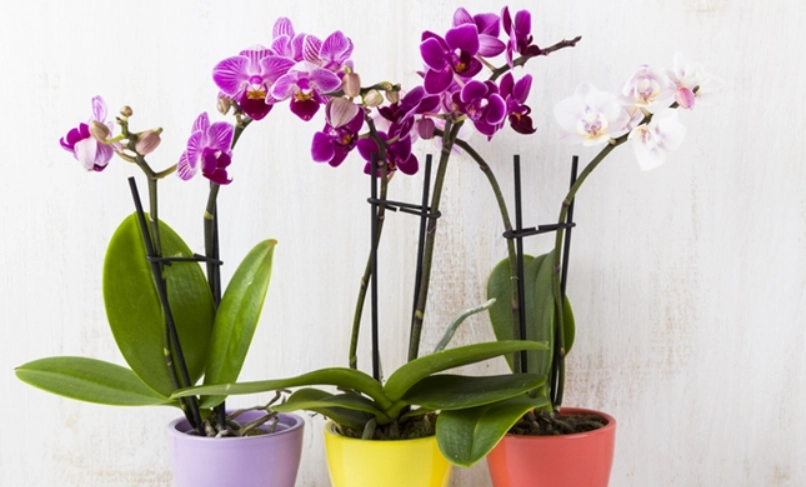 蘭花澆水方法 蘭花澆水方法