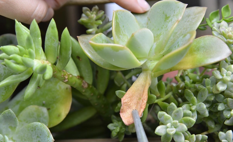 石蓮花變黃原因 石蓮花變黃原因