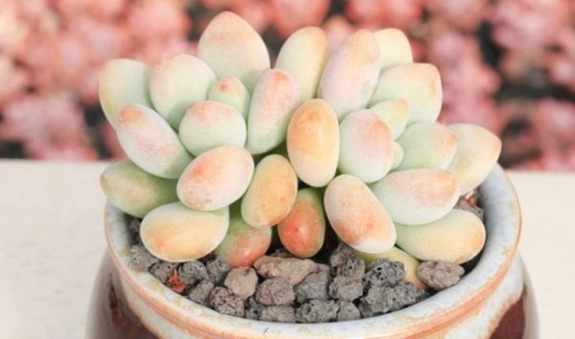 風車草屬多肉養護全攻略：從品種辨識到爆盆技巧一次掌握