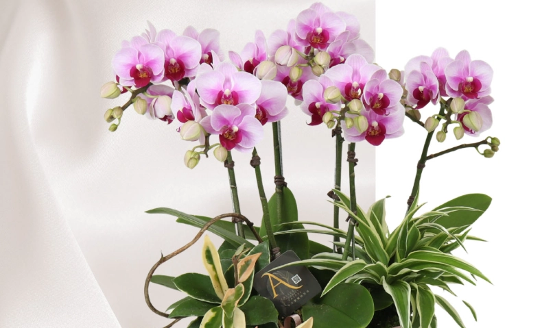 新手蘭花推薦 新手蘭花推薦