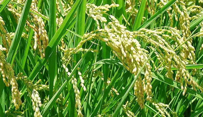 台梗11號施肥常見問題 台梗11號施肥常見問題