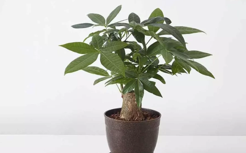 日本發財樹 盆栽 日本發財樹 盆栽