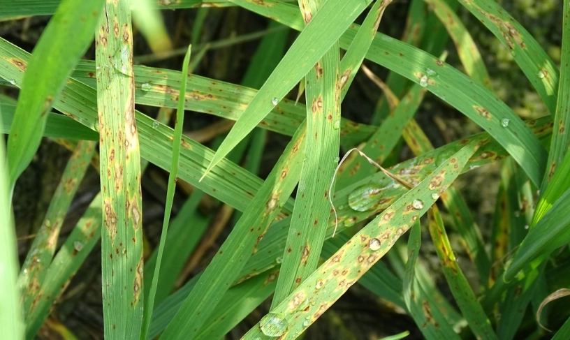 水稻病害管理