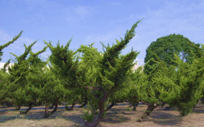 真柏盆景 真柏盆景