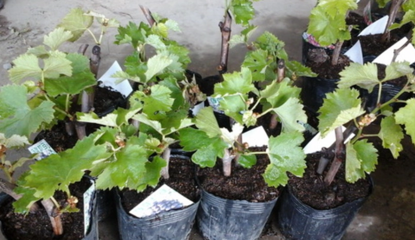 葡萄種植技巧 葡萄種植技巧