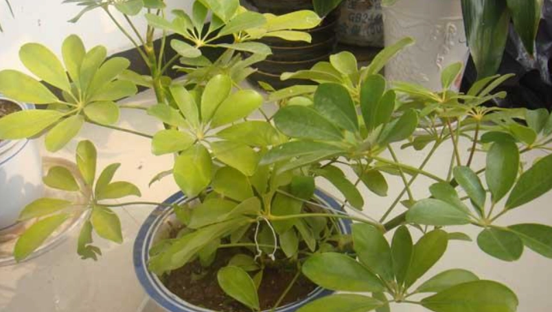 植物葉子出水原因