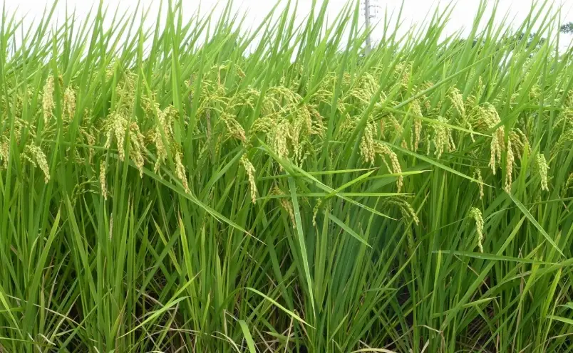 台梗11號施肥方法 台梗11號施肥方法