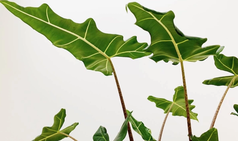 滴水觀音葉子出水