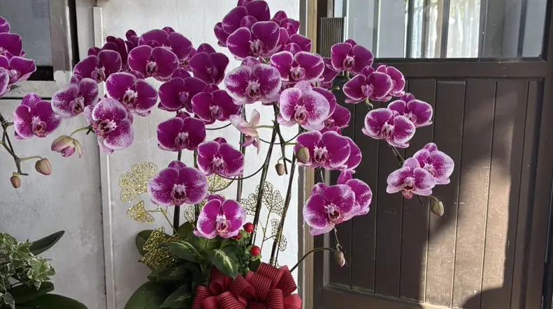 蘭花開完花後如何處理 蘭花開完花後如何處理