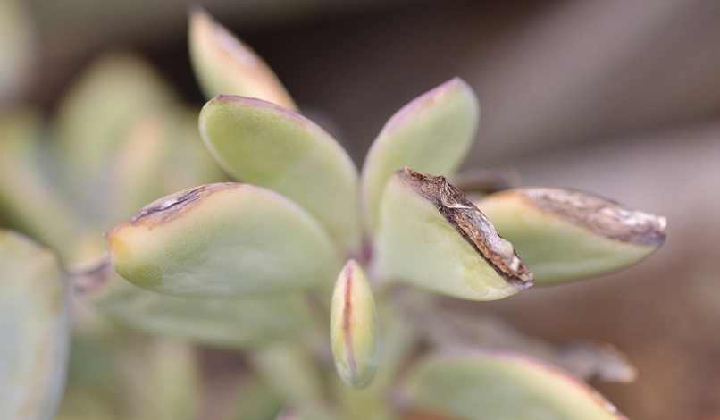 多肉植物受傷處理 多肉植物受傷處理