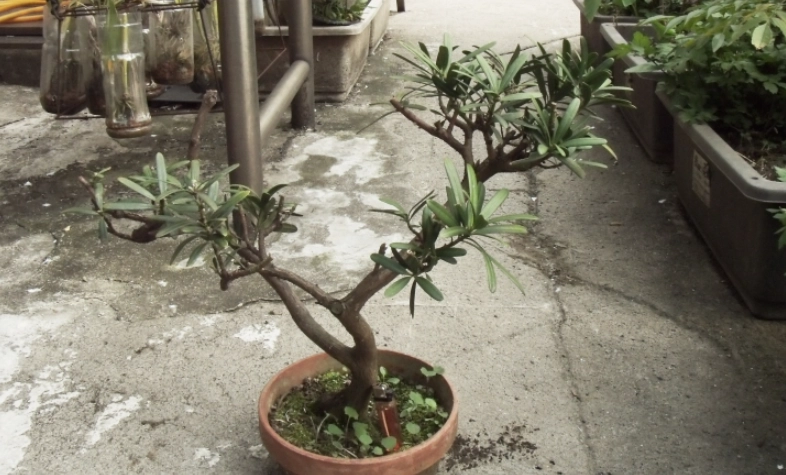 羅漢松種植技巧