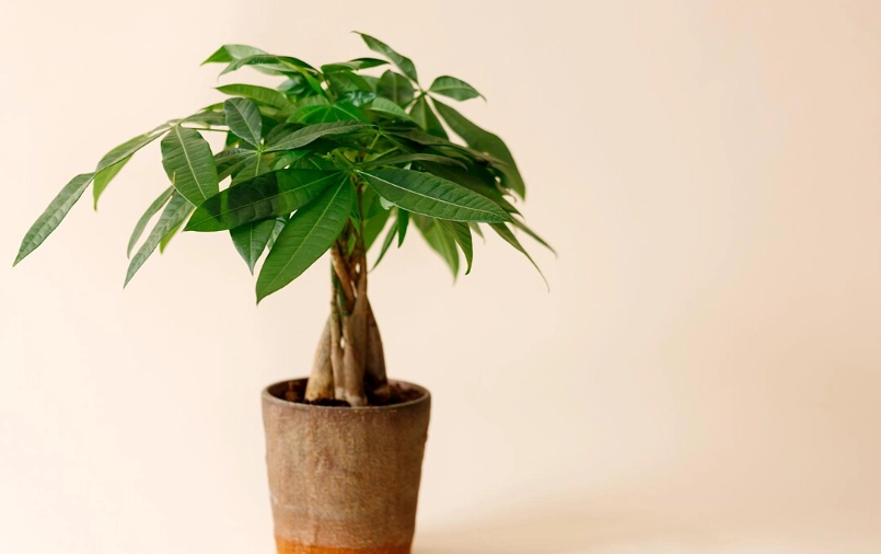 日本發財樹 風水 日本發財樹 風水