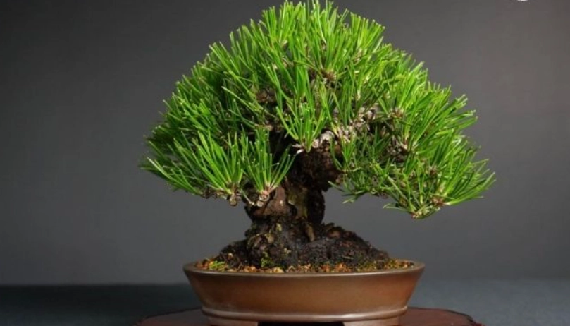 黑松盆栽修剪
