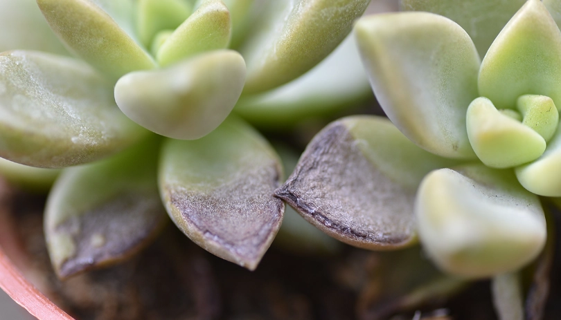 多肉植物急救 多肉植物急救