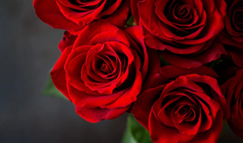 花卉 寓意 花卉 寓意