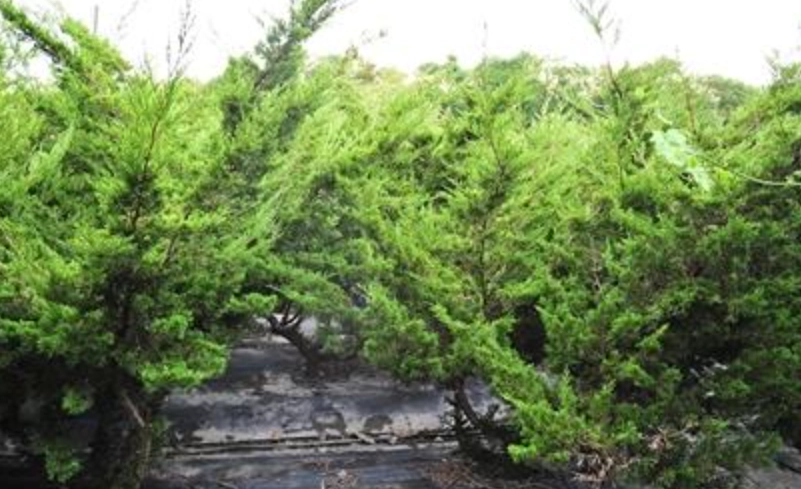 真柏盆景 真柏盆景