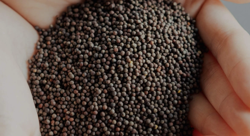 青花椰苗種植方法 青花椰苗種植方法