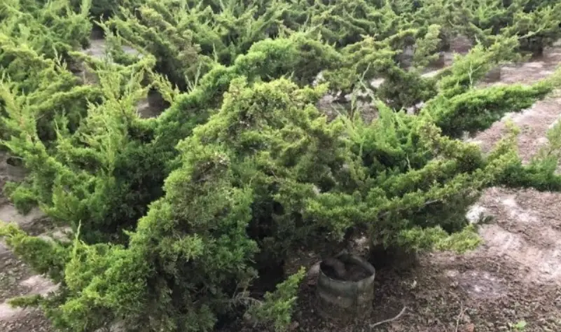 真柏品種 真柏品種