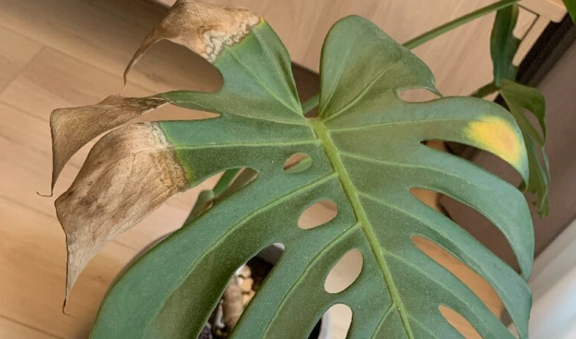 龜背芋葉子發黃 龜背芋葉子發黃