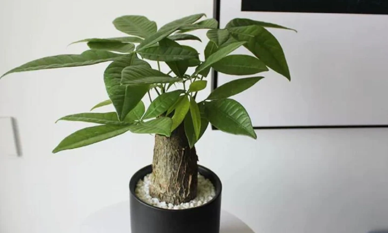 日本發財樹 照顧 日本發財樹 照顧