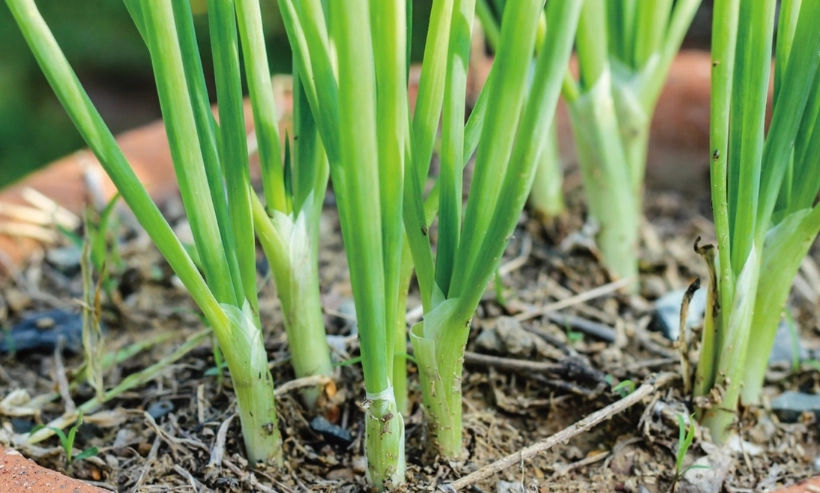 蔬菜種植方法51種：家庭菜園從零開始的實戰指南