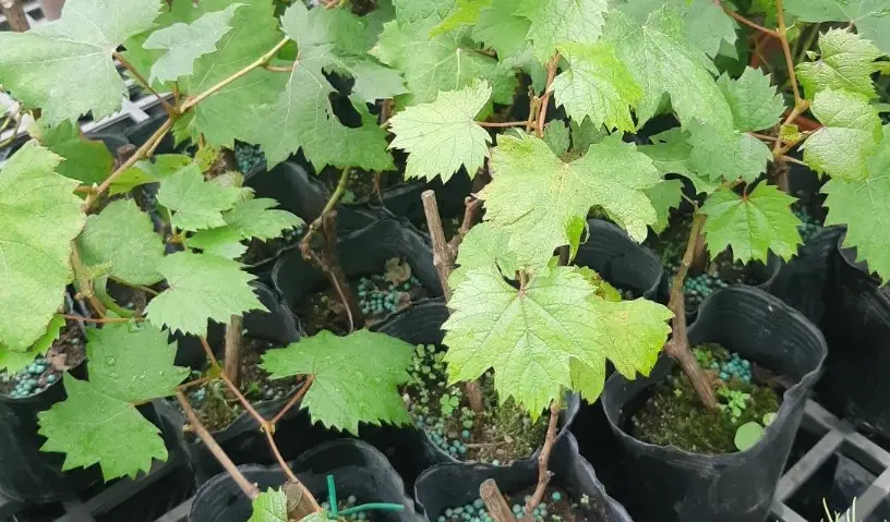 葡萄苗照顧 葡萄苗照顧