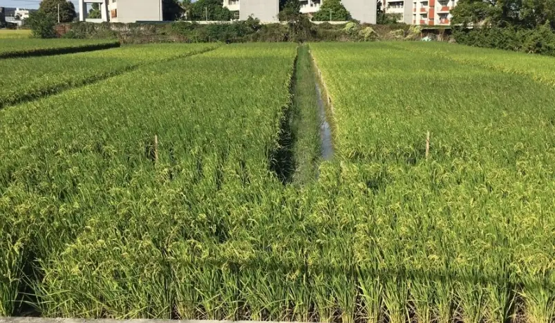 台梗11號肥料推薦 台梗11號肥料推薦