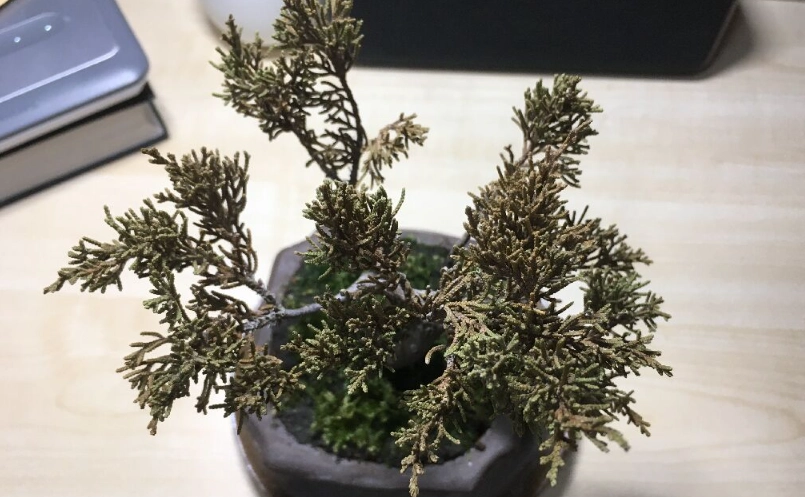 真柏葉子變黃怎麼辦