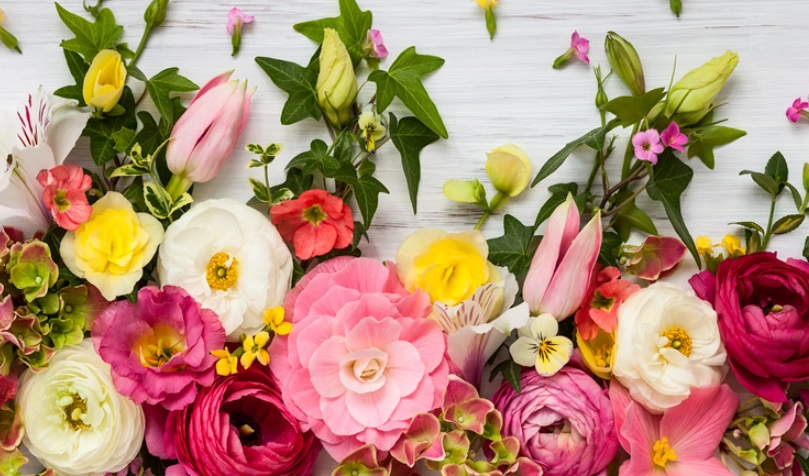 送花 指南 送花 指南