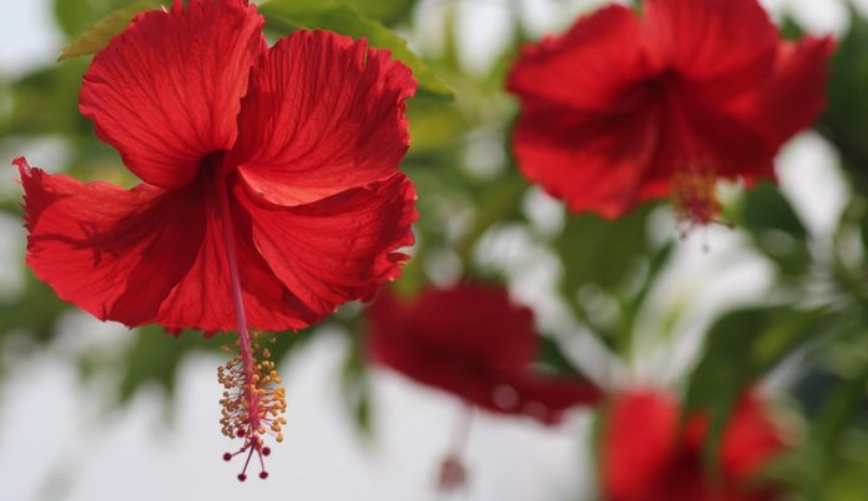 扶桑花食用 扶桑花食用