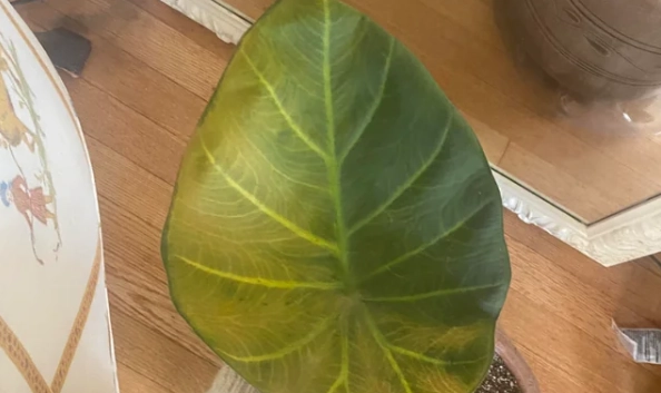 滴水觀音葉子出水