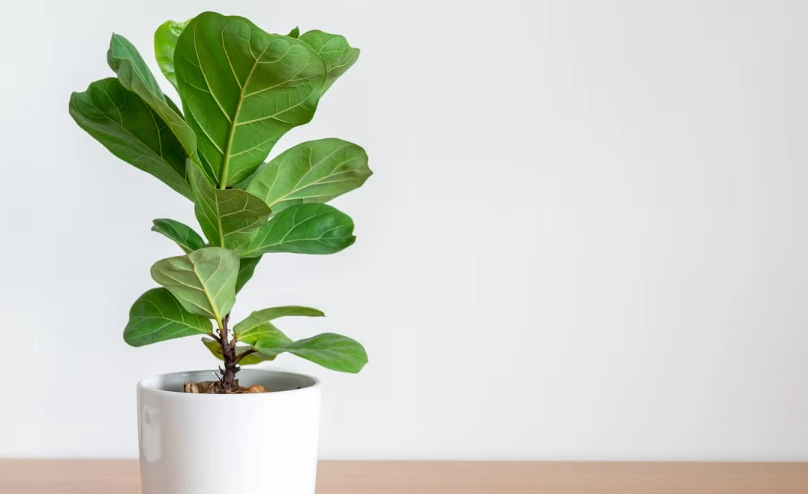 琴葉榕 風水 琴葉榕 風水