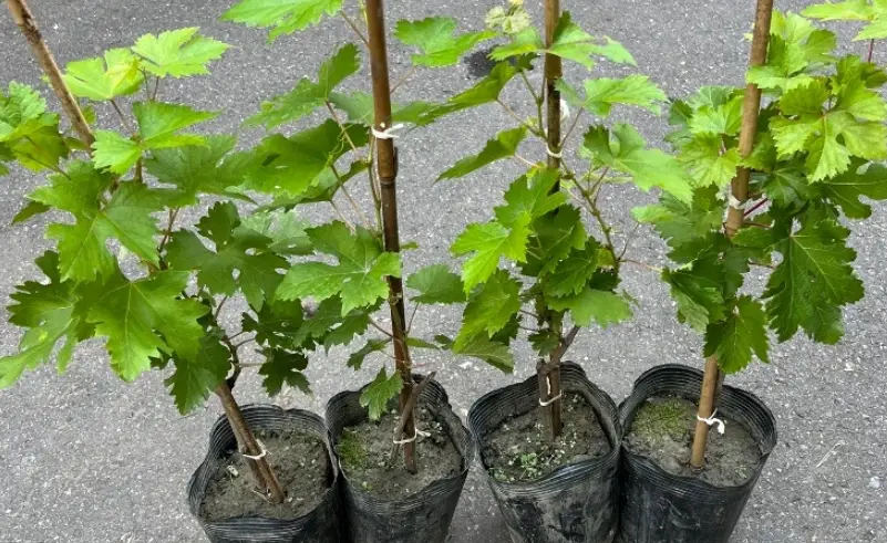 葡萄苗照顧 葡萄苗照顧